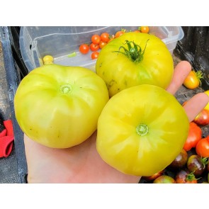 Tomato 'Mandarina Yellow' Seeds (Certified Organic)