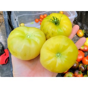 Tomato 'Mandarina Yellow' Seeds (Certified Organic)