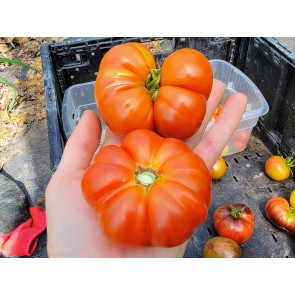 Tomato 'Mandarina Red' Seeds (Certified Organic)