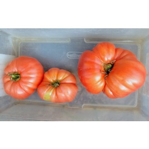 Tomato 'Tobolsk' (Pink Variant) Seeds (Certified Organic)