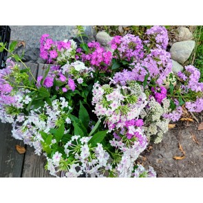 Garden Phlox Mix Seeds (Certified Organic)