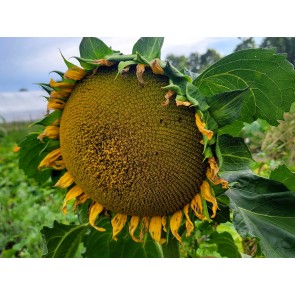 Sunflower 'Black Oil' Seeds (Certified Organic)