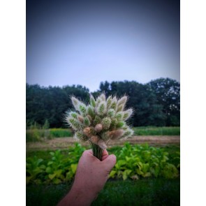 Ornamental Grass ‘Bunny Tails’ Seeds (Certified Organic)