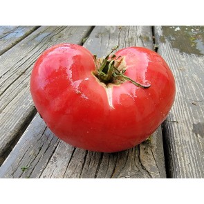 Tomato 'Anna Russian' Seeds (Certified Organic)