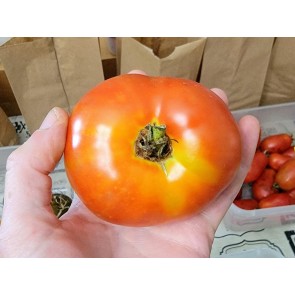 Tomato 'Siletz' Seeds (Certified Organic)