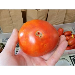 Tomato 'Siletz' Seeds (Certified Organic)