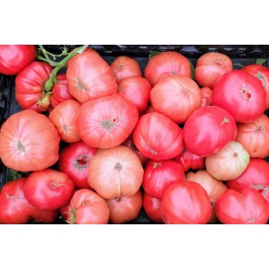 Tomato 'Russian Rose' Seeds (Certified Organic)