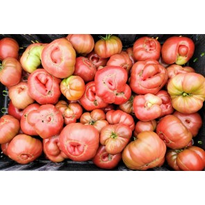 Tomato 'Purple Passion' Seeds (Certified Organic)