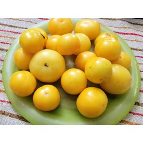 Tomato 'Poma Amoris Minora Lutea' Seeds (Certified Organic)