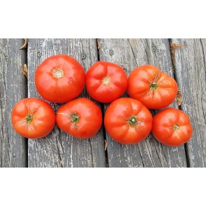 Tomato 'Cosmonaut Volkov' Seeds (Certified Organic)