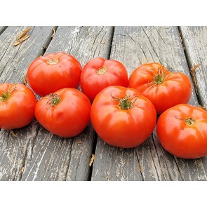 Tomato 'Cosmonaut Volkov' Seeds (Certified Organic)