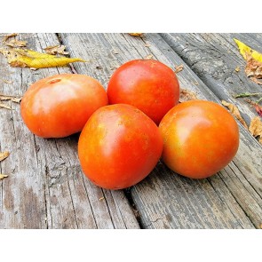 Tomato 'Buckbee's New 50 Day' Seeds (Certified Organic)