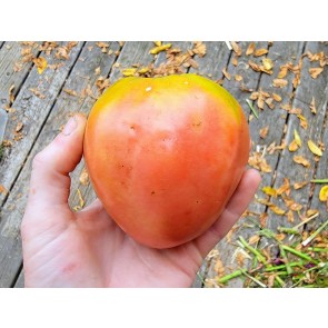 Tomato 'Gemini' Seeds (Certified Organic)