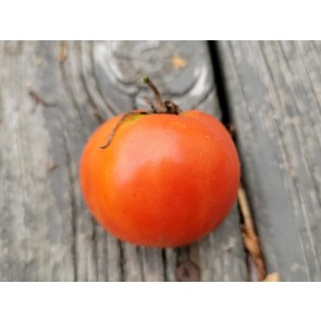 Tomato 'Sophie's Choice' Seeds (Certified Organic)