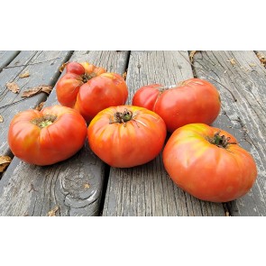 Tomato 'Guido' Seeds (Certified Organic)