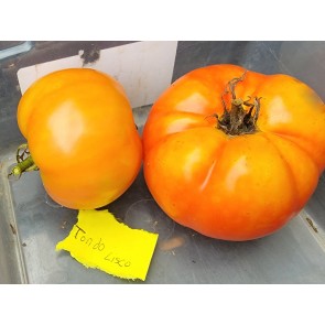 Tomato 'Tondo Liscio' Seeds (Certified Organic)
