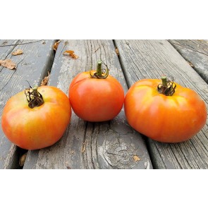 Tomato 'Tondo Liscio' Seeds (Certified Organic)