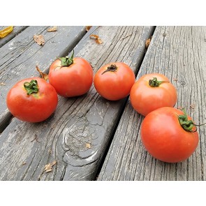 Tomato 'Illini Star' Seeds (Certified Organic)