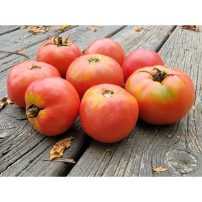 Tomato 'June Pink' AKA 'Pink Earliana' Seeds (Certified Organic)