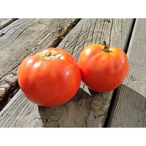 Tomato 'Burgess Mammoth Wonder' Seeds (Certified Organic)