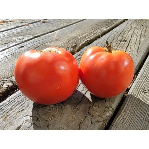 Tomato 'Burgess Mammoth Wonder' Seeds (Certified Organic)