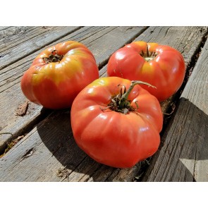 Tomato 'Guido' Seeds (Certified Organic)