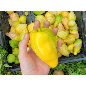 Tomatillo 'Chupon de Malinalco' Seeds (Certified Organic)