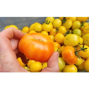 Tomato 'Poma Amoris Minora Lutea' Seeds (Certified Organic)