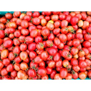 Tomato 'Crovarese Grape' Seeds (Certified Organic)