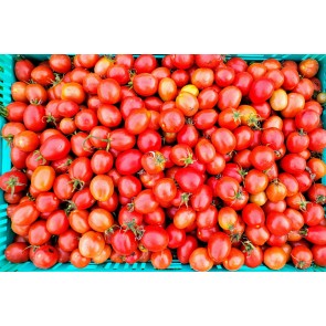 Tomato 'Crovarese Grape' Seeds (Certified Organic)