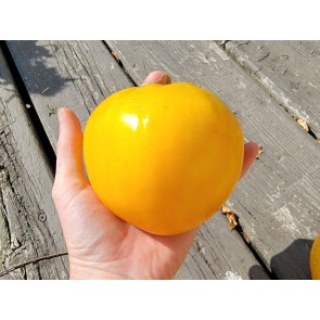 Tomato 'Golden King of Siberia' Seeds (Certified Organic)