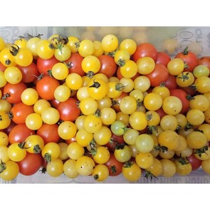 Tomato 'Fritz Ackerman Cross' Seeds (Certified Organic)