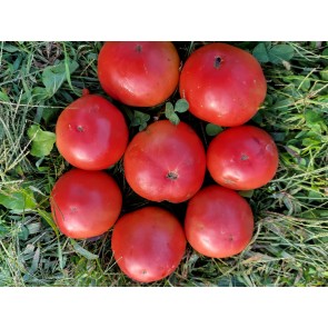 Tomato 'Raspberry Lyanna' Seeds (Certified Organic)