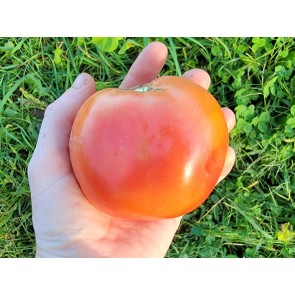 Tomato 'Raspberry Lyanna' Seeds (Certified Organic)