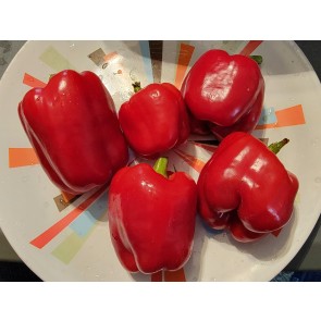Sweet Pepper 'Pick Me Quick' Seeds (Certified Organic)