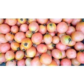 Tomato 'Pearly Pink' Seeds (Certified Organic)