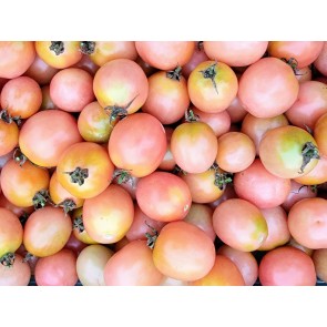 Tomato 'Pearly Pink' Seeds (Certified Organic)