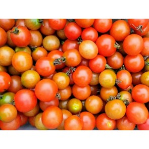 Tomato 'Be My Baby' Seeds (Certified Organic)