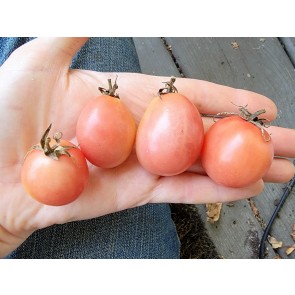 Tomato 'Thai Pink Egg' Seeds (Certified Organic)