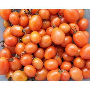 Tomato 'Sprite' Seeds (Certified Organic)