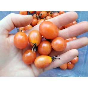 Tomato 'Sprite' Seeds (Certified Organic)