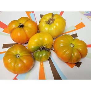 Tomato 'Project Grow Gold' Seeds (Certified Organic)