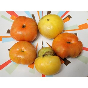 Tomato 'Project Grow Gold' (Orange-Red Cross) Seeds (Certified Organic)