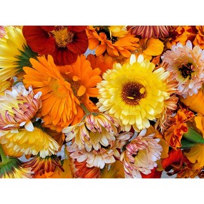 Calendula 'Red Splash Mix' Seeds (Certified Organic)