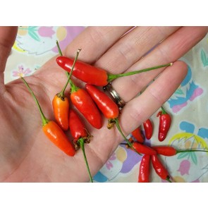 Hot Pepper 'Thai Dragon' Seeds (Certified Organic)