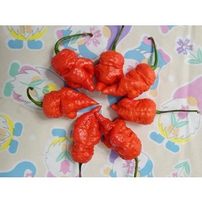 Hot Pepper 'Death Spiral' Seeds (Certified Organic)