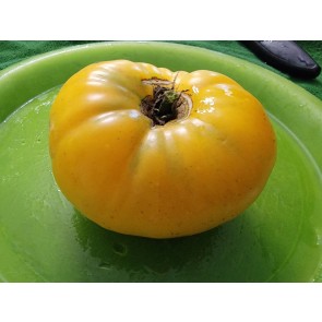Tomato 'Dagma's Perfection' Seeds (Certified Organic)