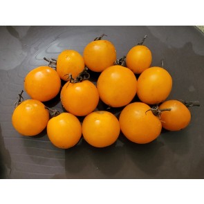 Tomato 'Sweet Gold F2' (Dark Gold Variant) Seeds (Certified Organic)