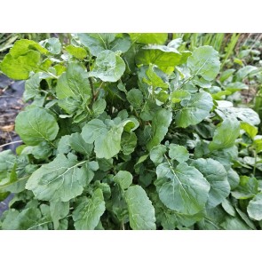 Arugula AKA Oriental Salad Rocket 'Victoria' Seeds (Certified Organic)