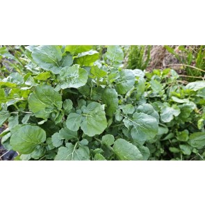Arugula AKA Oriental Salad Rocket 'Victoria' Seeds (Certified Organic)